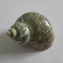 Polished -  'Jade Turbo' -  Shell Image 2