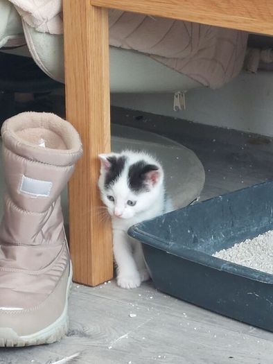 Kittens Looking Loving Home
