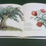 An Chrosog Mhara Ireland Irish language children's book Gaeilge Image 5