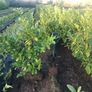 Hedging Laurel & Griselenia Image 6
