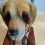 Lovely St. Bernard resin head figurine hand painted. Image 3