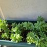 sedum Image 3