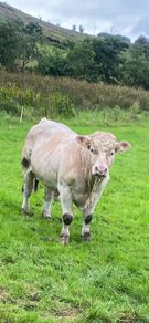 5 star Charolais bull