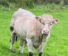 5 star Charolais bull