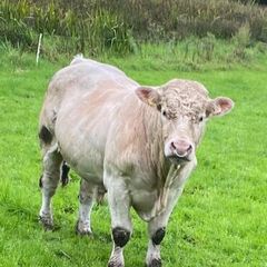 5 star Charolais bull