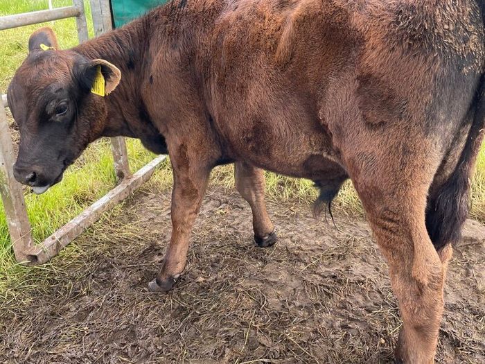 10 smashing AA bull weanlings