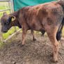 10 smashing AA bull weanlings Image 8
