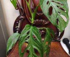 No.4 Monstera Adansonii Mint need bright light for mint to come back