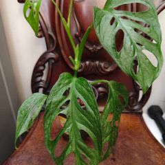 No.4 Monstera Adansonii Mint need bright light for mint to come back