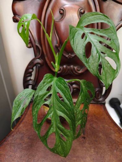 No.4 Monstera Adansonii Mint need bright light for mint to come back