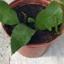 Epiphyllum oxypetalum Queen of the Night Image 3