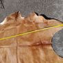 Large Cow Hide Image 3