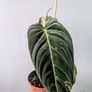 Philodendron Melano Plant Image 2