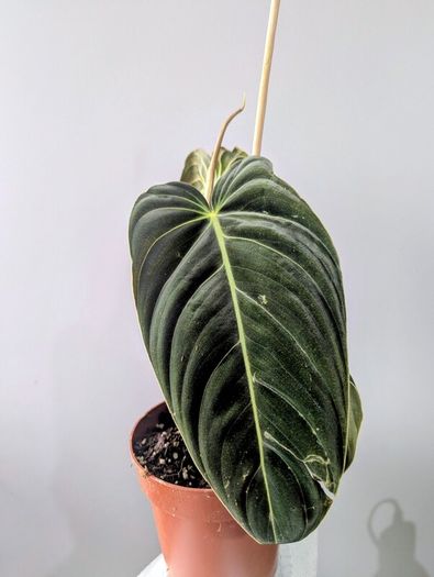 Philodendron Melano Plant