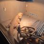Bearded Dragon & Enclosure Adoption Image 3