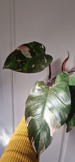 No.6 Philodendron Red Anderson 30e