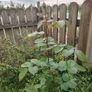 Rose plant Image 2