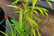 bamboo