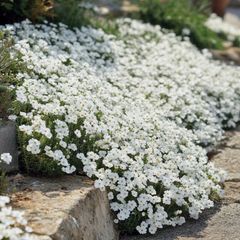 Snow in summer. Cerastium tomentosum