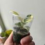 Philodendron Florida Beauty Image 2