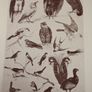 Popular Natural History. Image 3