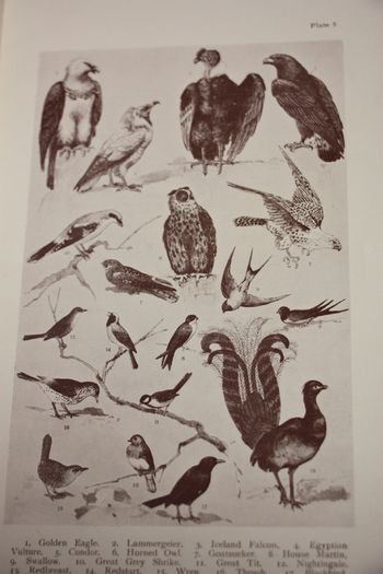 Popular Natural History.