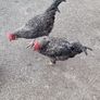two roosters Image 2