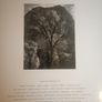 Ansel Adams - Trees - Image 2
