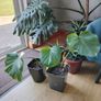 Monstera deliciosa Image 2