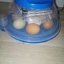 chicks Image 3