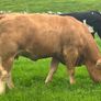 In Calf Heifers Sept 26th Ballinasloe Mart Image 8