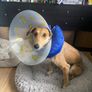 BUSTER Inflatable Collar Image 3