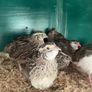 quail Image 4