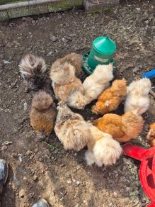 Silkies