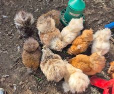Silkies