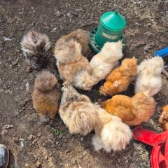 Silkies