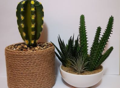 Plants