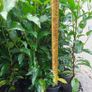 Portuguese Laurel Image 3