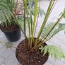 Tree Fern Dicksonia Image 5