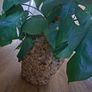 House Plant Image 2