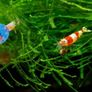 aquarium plant Image 2