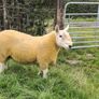 Pure Bred Cheviot Ram Shearling Image 4