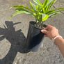 plant Image 3