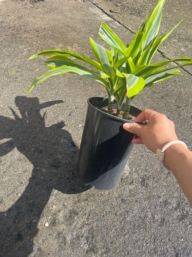 plant