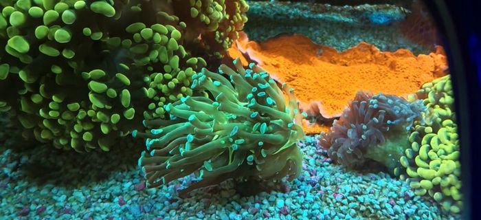 hammer corals frags/colonies