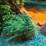 hammer corals frags/colonies Image 9