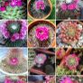 Mammillaria Spinosissima Image 2