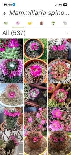 Mammillaria Spinosissima