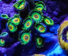 Rasta Zoa