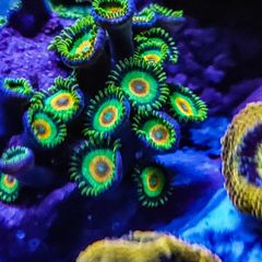 Rasta Zoa